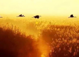 歌曲的背景故事